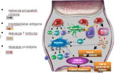 citoktin1