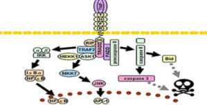 citoktin2